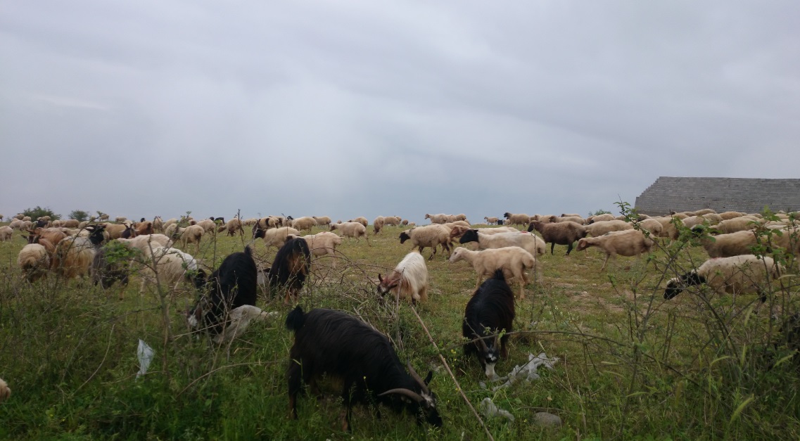 روستای شمام